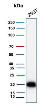EGFL7 Antibody