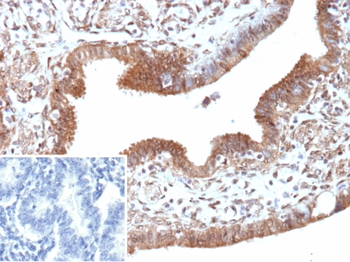 EGFL7 Antibody
