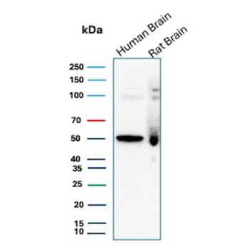 NTRK3 Antibody