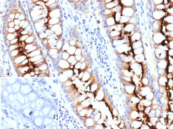 CEACAM6 Antibody