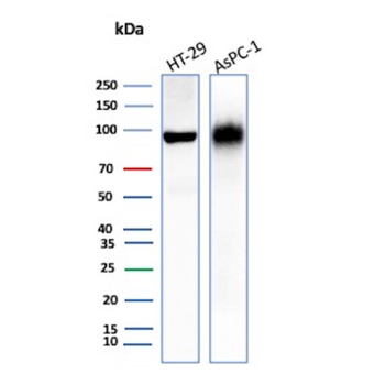 CEACAM6 Antibody