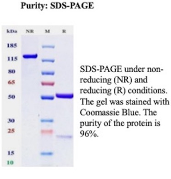 CEACAM6 Antibody