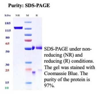 CEACAM6 Antibody