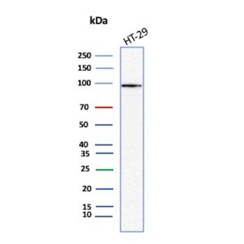CEACAM6 Antibody