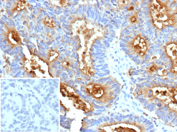 CEACAM6 Antibody