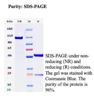 CEACAM6 Antibody