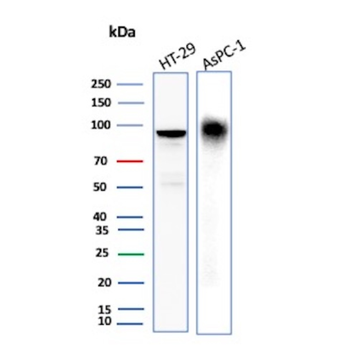 CEACAM6 Antibody