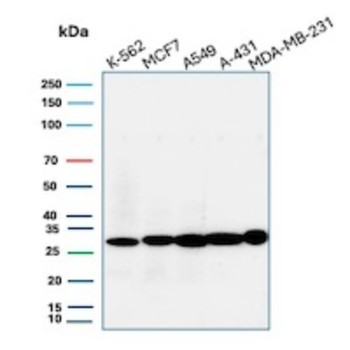 CD99 Antibody
