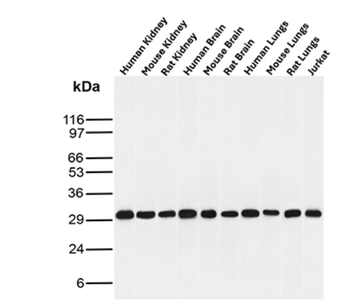 CD99 Antibody