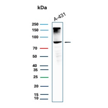 MCM5 Antibody