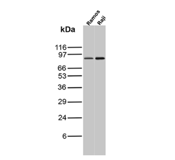 MCM5 Antibody