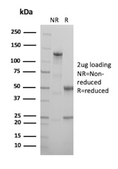 MCM5 Antibody