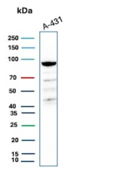 MCM5 Antibody