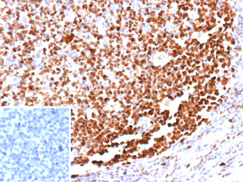 MCM5 Antibody