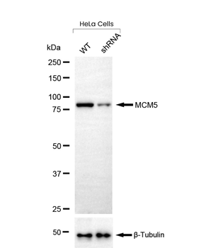 MCM5 Antibody