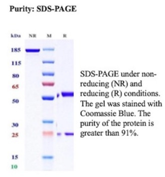 MCM5 Antibody