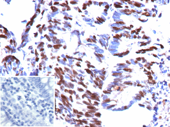 MCM5 Antibody