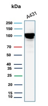 MCM4 Antibody