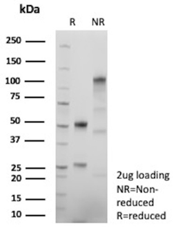MCM4 Antibody