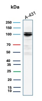 MCM4 Antibody