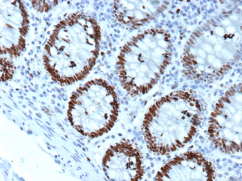 MCM4 Antibody