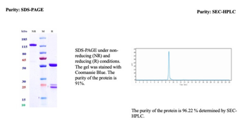 LGALS9 Antibody
