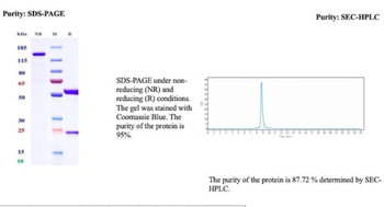 LGALS9 Antibody