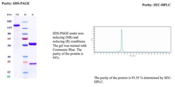 LGALS9 Antibody