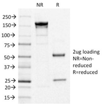 IL3RA Antibody