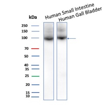 IL3RA Antibody