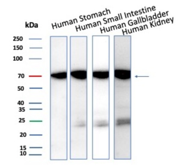 IL3RA Antibody
