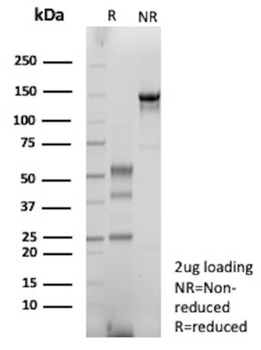IGHG1 Antibody