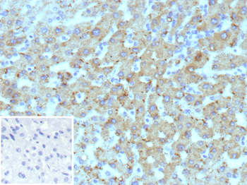 HSD17B13 Antibody