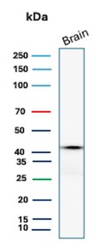 GLUL Antibody