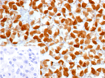 GLUL Antibody