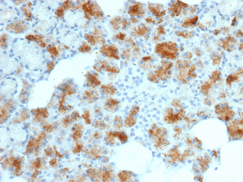 FOLR1 Antibody