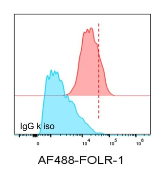 FOLR1 Antibody