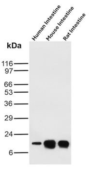 FABP2 Antibody