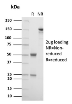 FABP2 Antibody