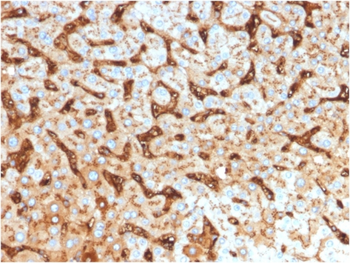 ALCAM Antibody