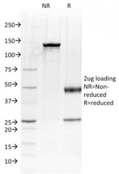 ALCAM Antibody