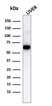 ALCAM Antibody