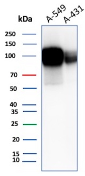 ALCAM Antibody