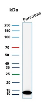 CLPS Antibody
