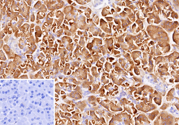 CLPS Antibody