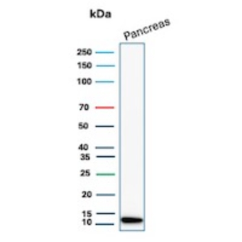 CLPS Antibody