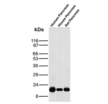 CLPS Antibody