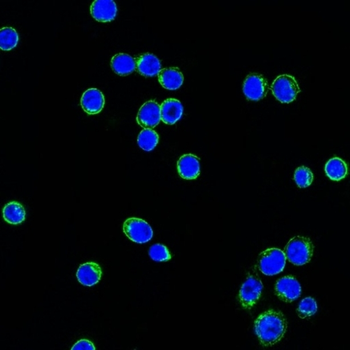 IGLV1-51 Antibody (CF488)