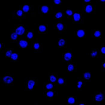 IGLV1-51 Antibody (CF488)