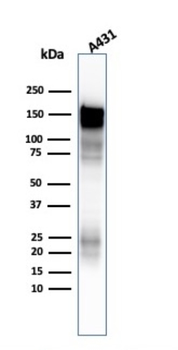 EGFR Antibody